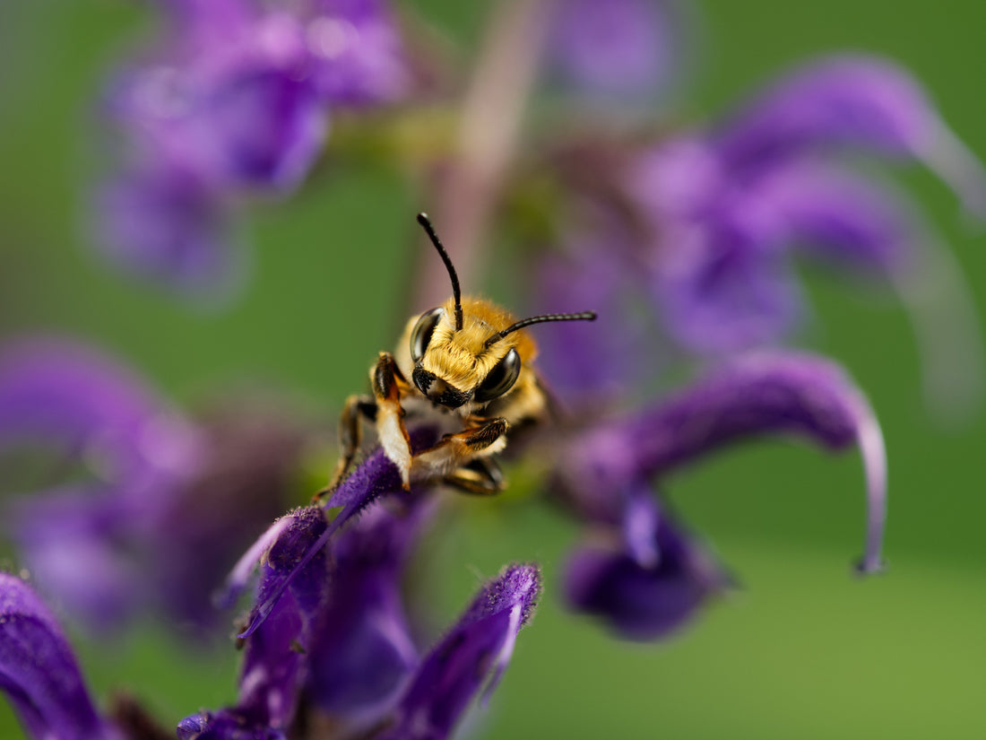 Bienenfreundliche Pflanzen im Jahresverlauf – So machst du deinen Balkon und Garten zum Insektenparadies!