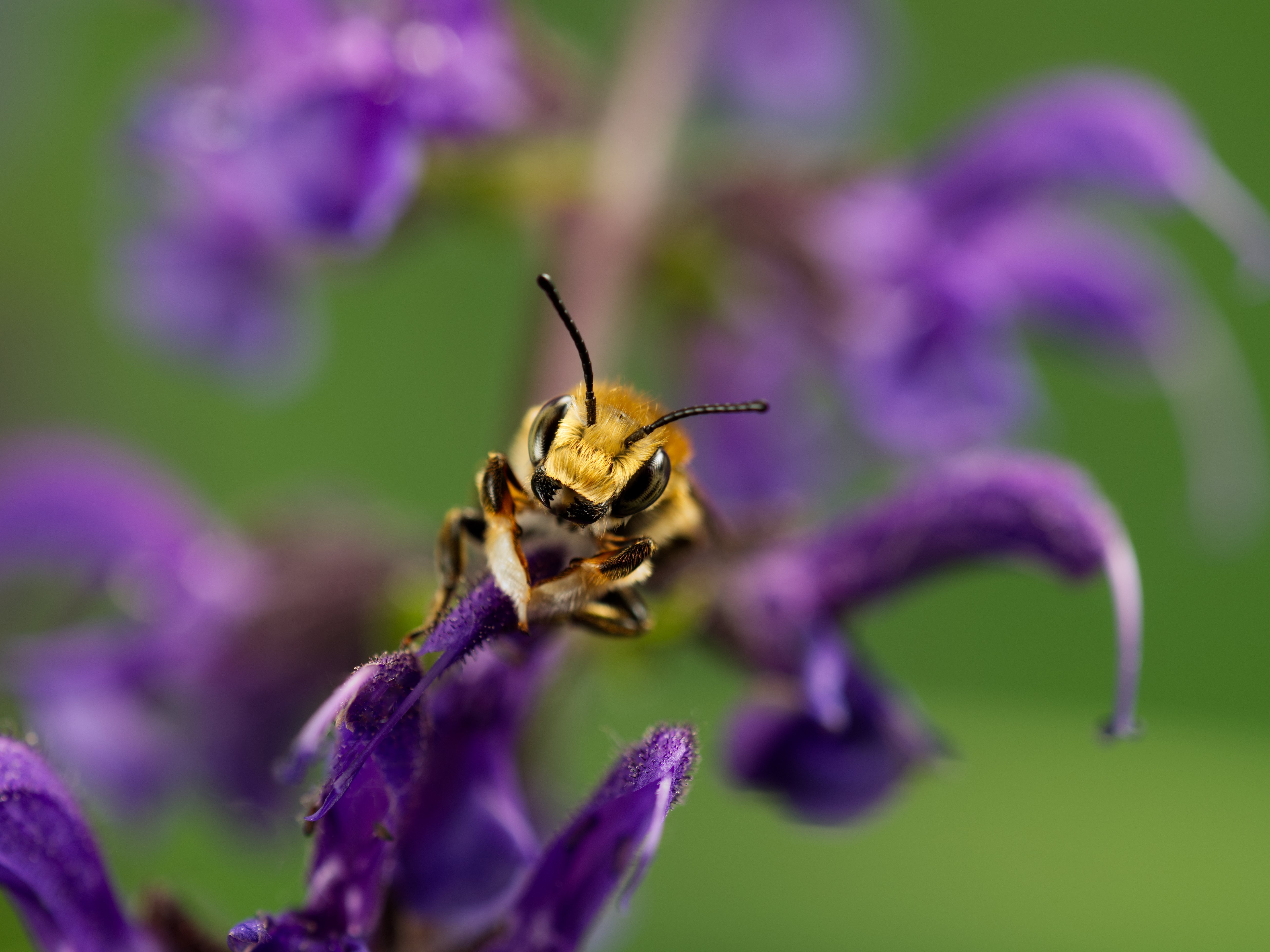 Bienenfreundliche Pflanzen im Jahresverlauf – So machst du deinen Balkon und Garten zum Insektenparadies!
