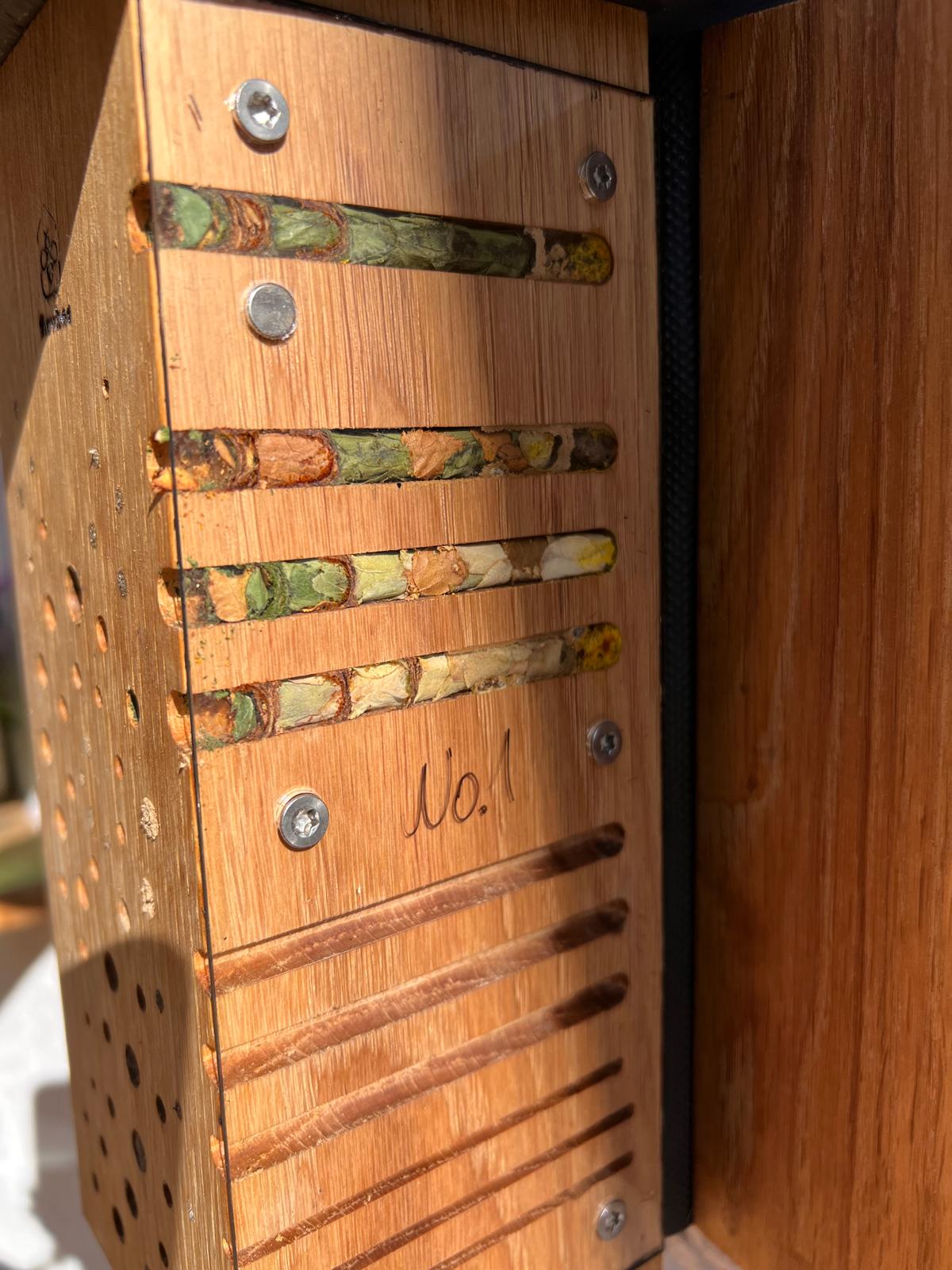 CineBiNi Blattschneiderbiene