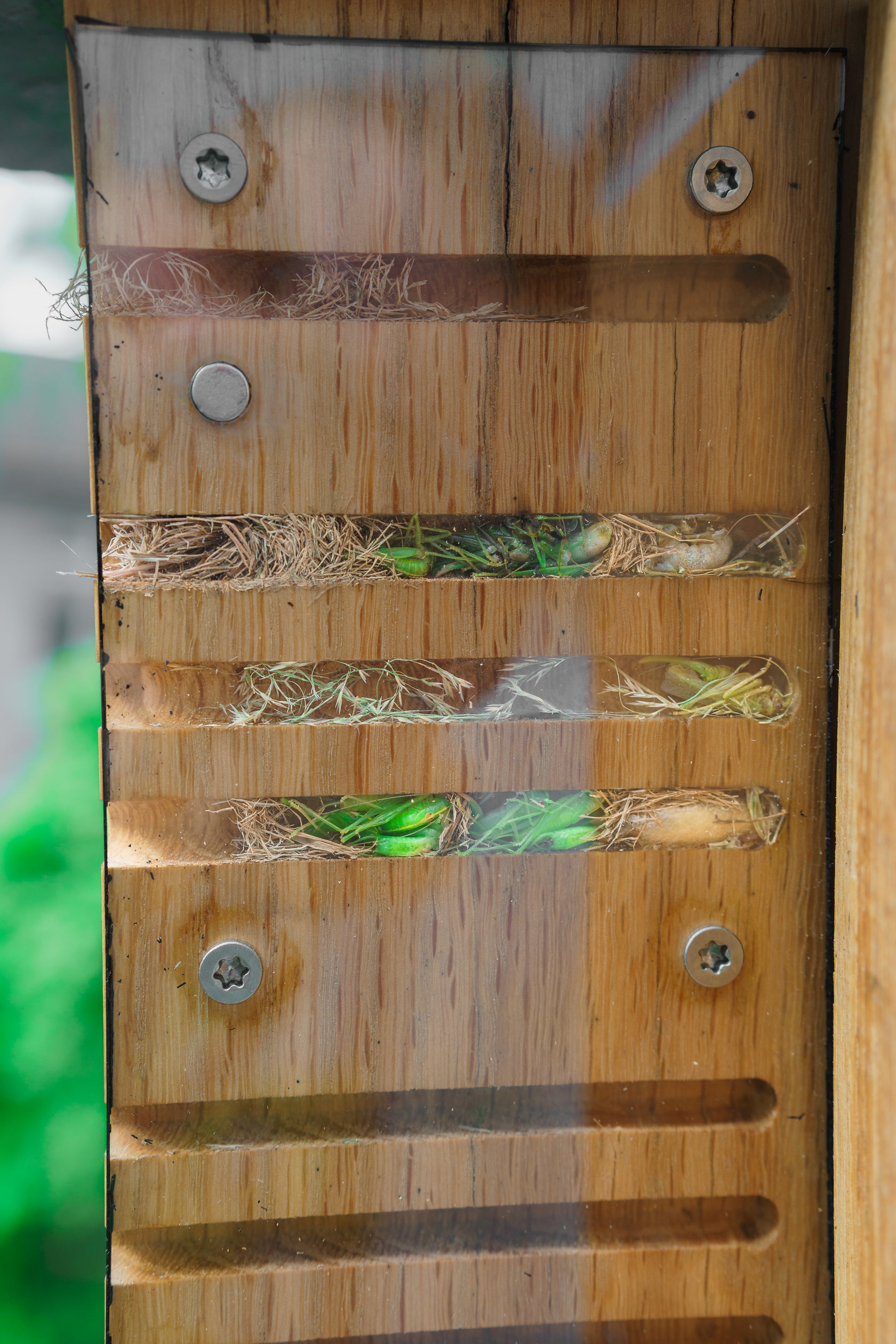 CineBiNi Grillenjäger