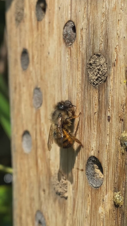 MiniBee - Dein [mini] Naturkino